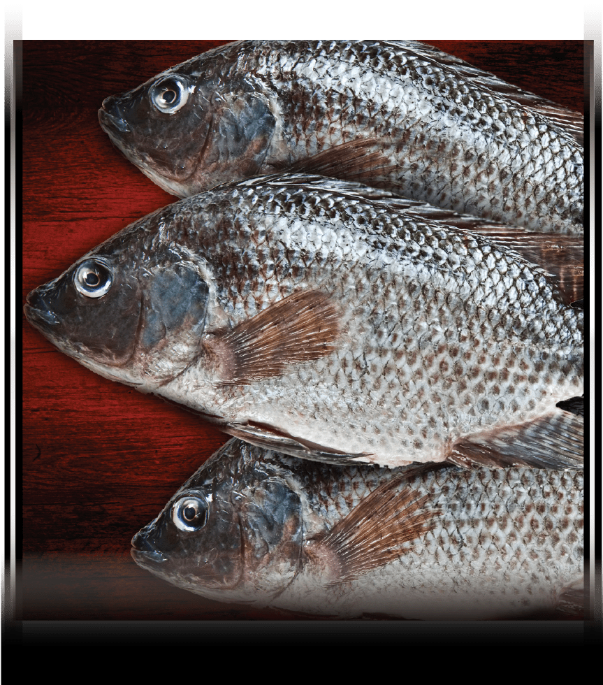 Whole GS Tilapia