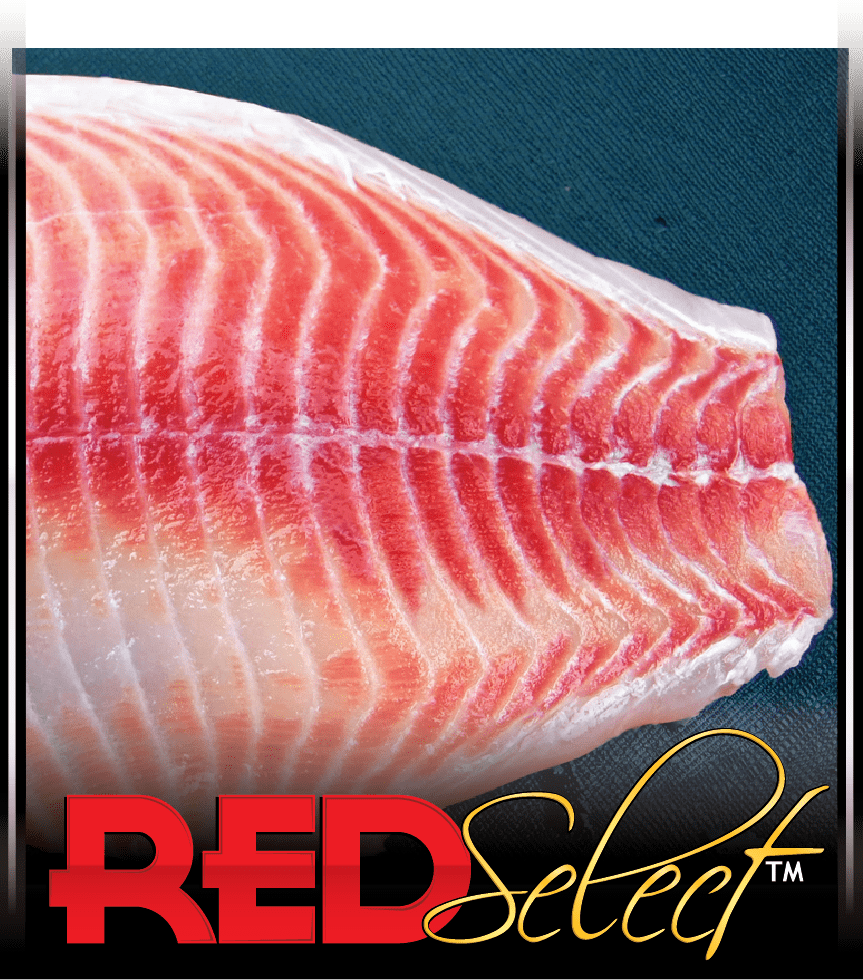 Red Select Tilapia